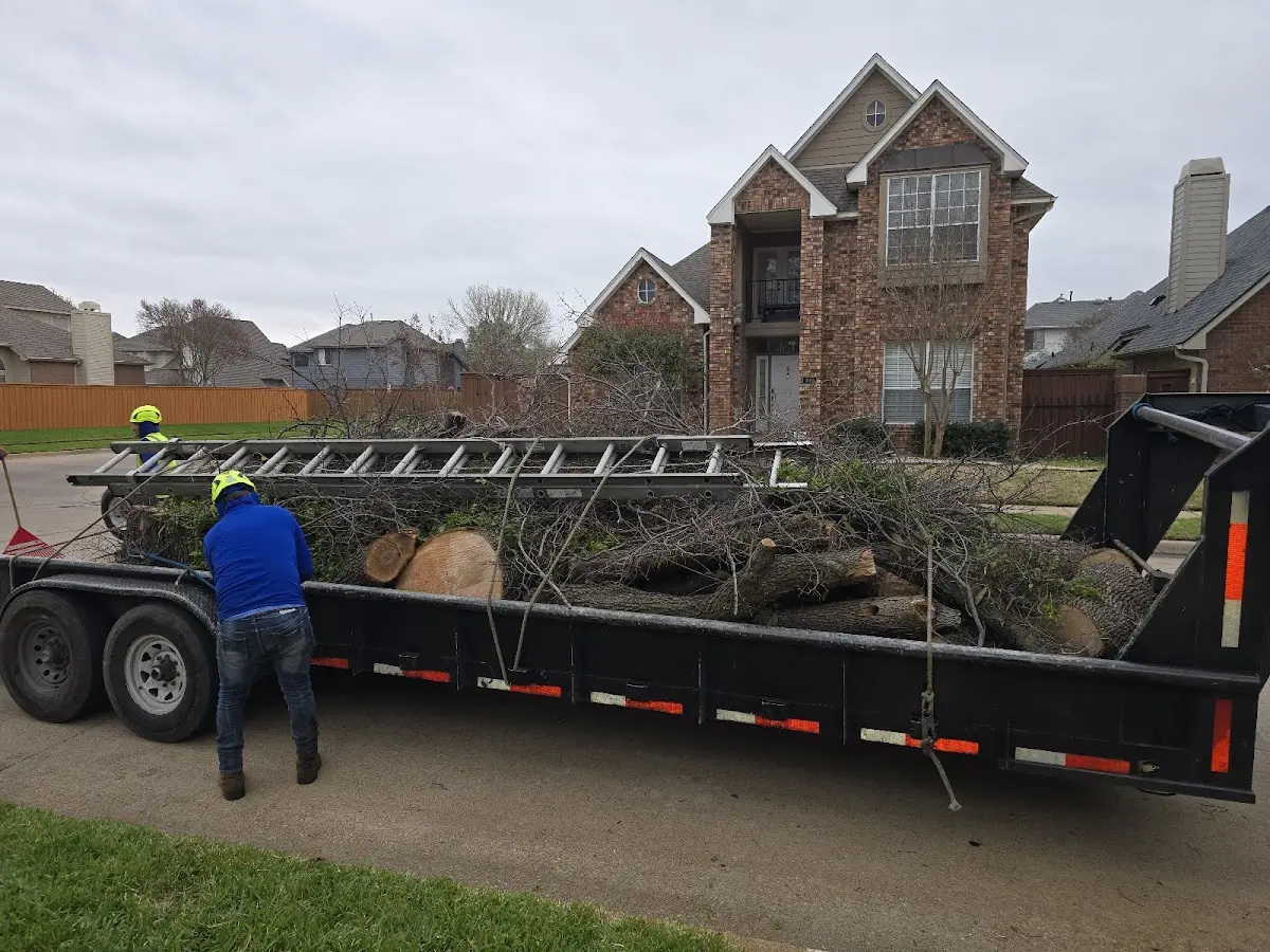 Expert Tree Removal with proper safety equipment in Otto